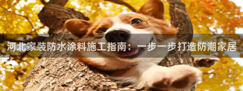 和记 中国首页：河北家装防水涂料施工指南：一步一步打造防潮家居
